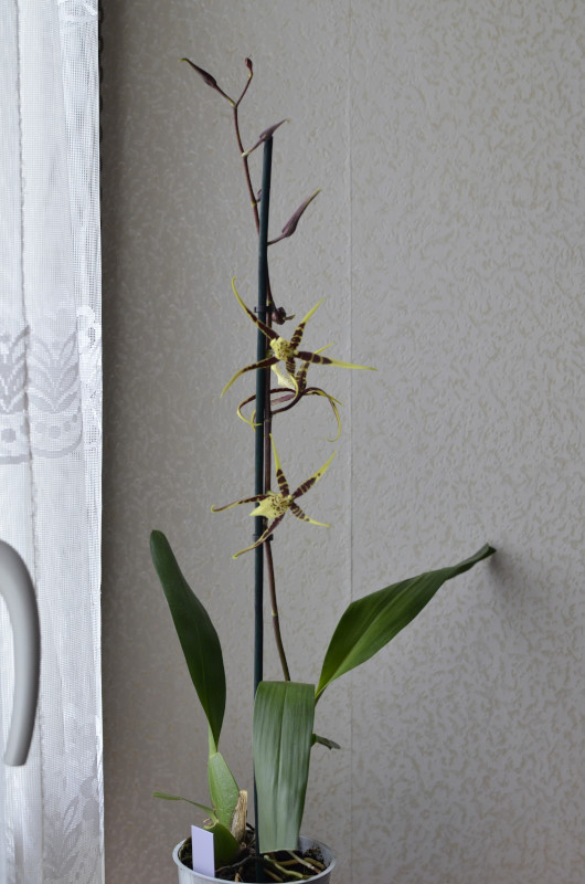 les faineantes de Sapoluxe. Brassia1