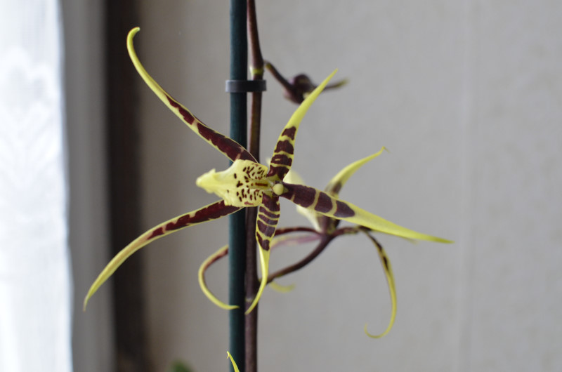 les faineantes de Sapoluxe. Brassia2