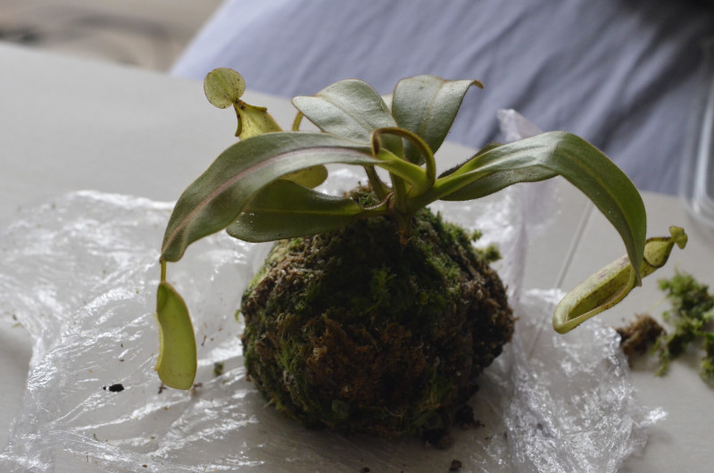 Nepenthes Platychila Nep-pla3