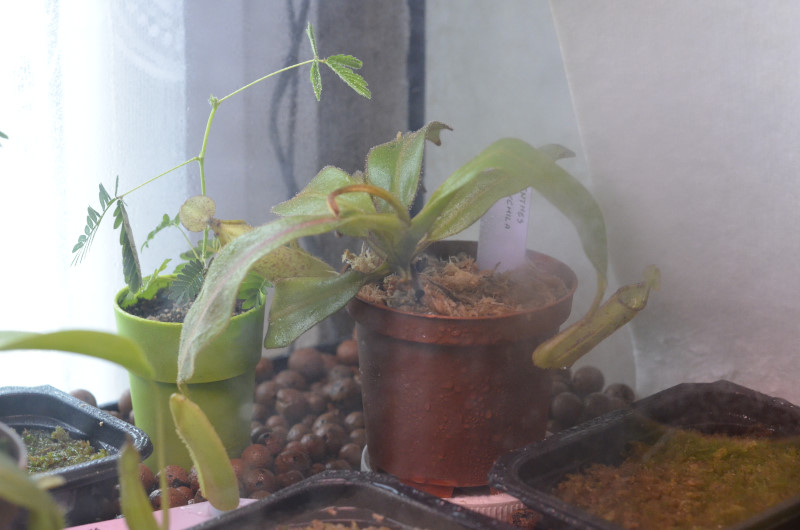 Nepenthes Platychila Nep-pla4