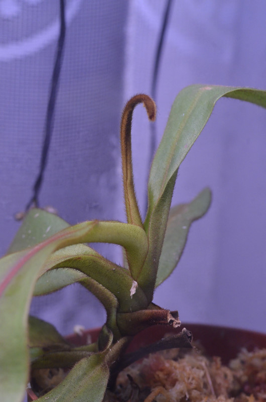 Nepenthes Platychila Nep-pla5