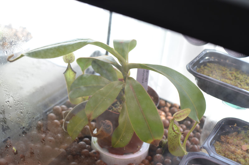 Nepenthes Platychila Nep-pla8