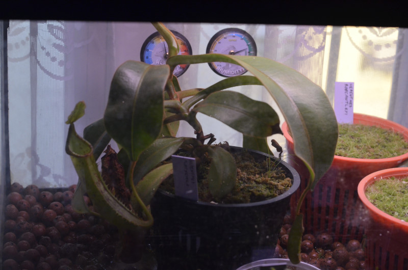Nepenthes Platychila Nep-pla9